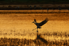 Dancing Crane Silhouette